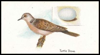 2 Turtle Dove